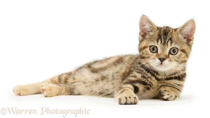 British Shorthair tabby-tortoiseshell kitten, Tiger Lily, white background