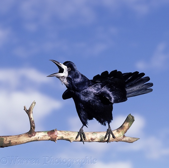 Rook (Corvus frugilegus) male 'cawing'.  Europe