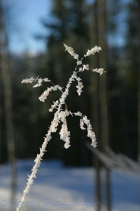 Frost crystals on delicate grass stem.  Norway
