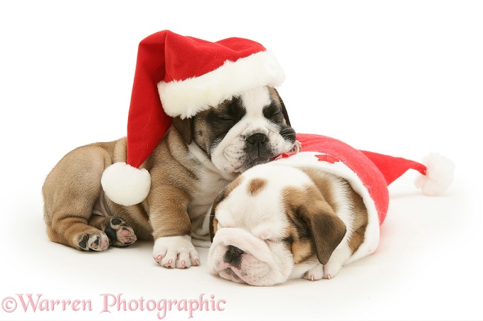 Sleepy Bulldog pups in Santa hats, white background