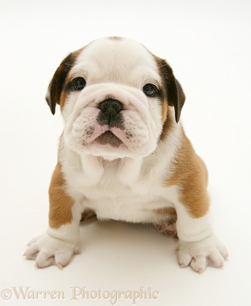 Bulldog pup, white background