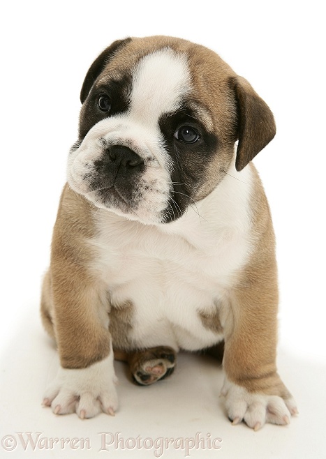 Bulldog pup, white background