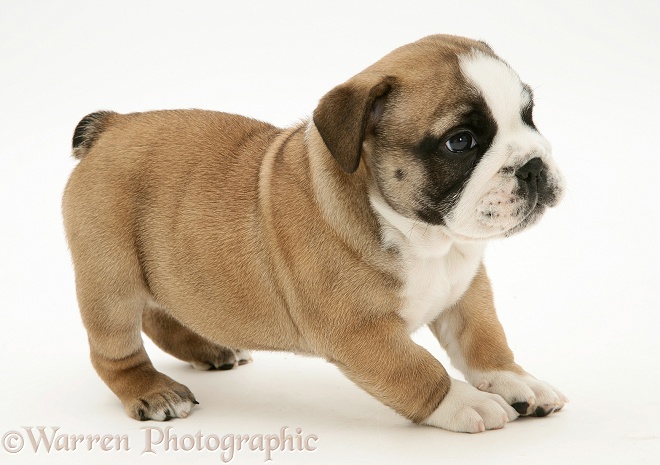 Bulldog pup, playful, white background