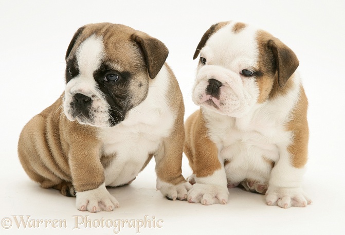 Bulldog pups, white background