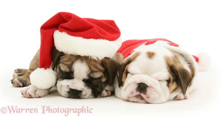 Sleepy Bulldog pups in Santa hats, white background