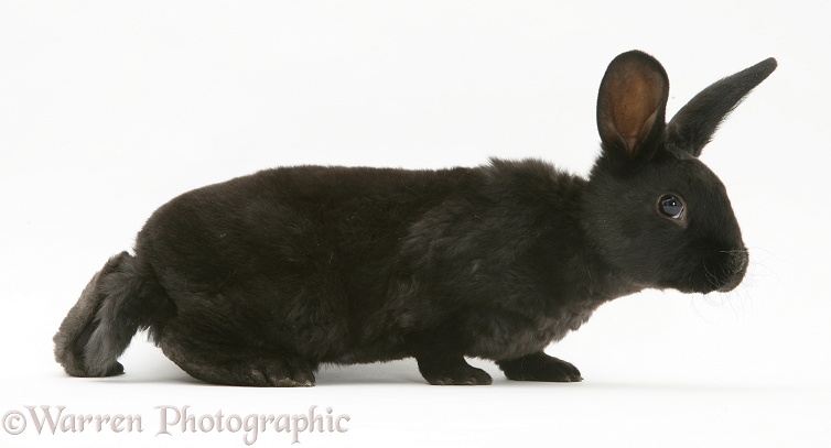Black rabbit, white background