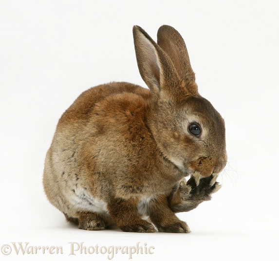 Brown Rex rabbit gnawing its foot, white background