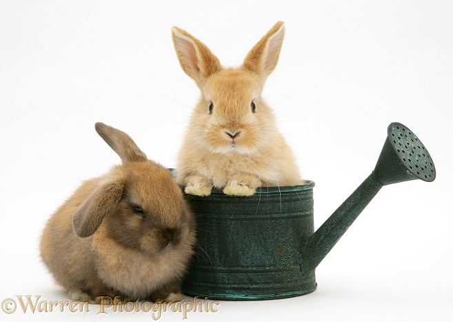Baby rabbit in a watering can, white background
