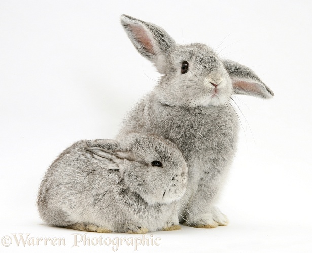 Two baby Chinchilla rabbits, white background