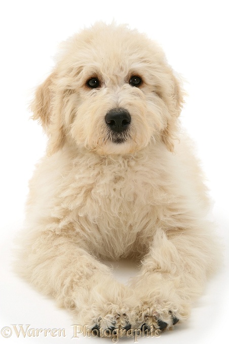 Labradoodle puppy resting on haunches, white background