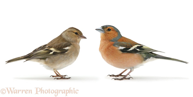 Chaffinch (Fringilla coelebs) cock and hen.  Europe & Asia, white background