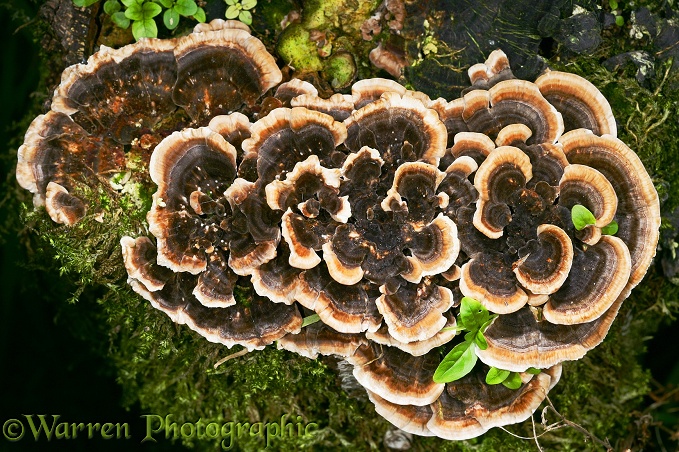 Many-zoned Polypore (Coriolus versicolor) growing on a mossy birch stump