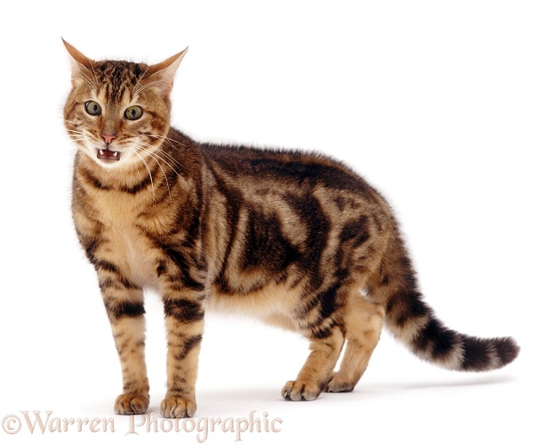 Brown Marble Bengal male cat Spike in aggressive posture, white background