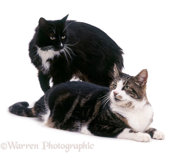 Two 10-year-old cats, Leo and Blackie, white background