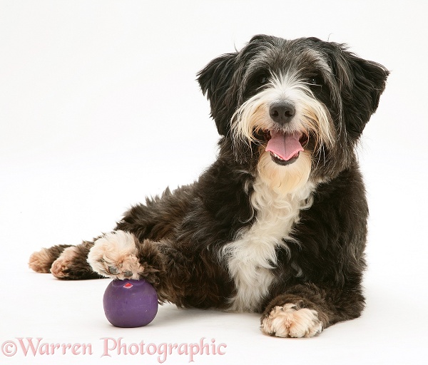 Cockapoo (Cocker Spaniel x Poodle) bitch, Molly, with her foot on a purple ball, white background