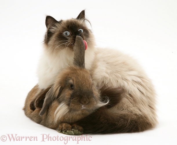 Young Birman-cross cat and Dwarf Lionhead x Lop rabbit, white background