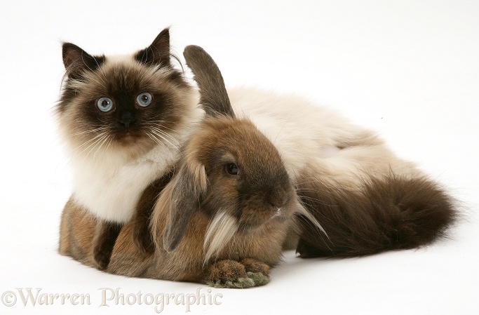 Young Birman-cross cat and Dwarf Lionhead x Lop rabbit, white background
