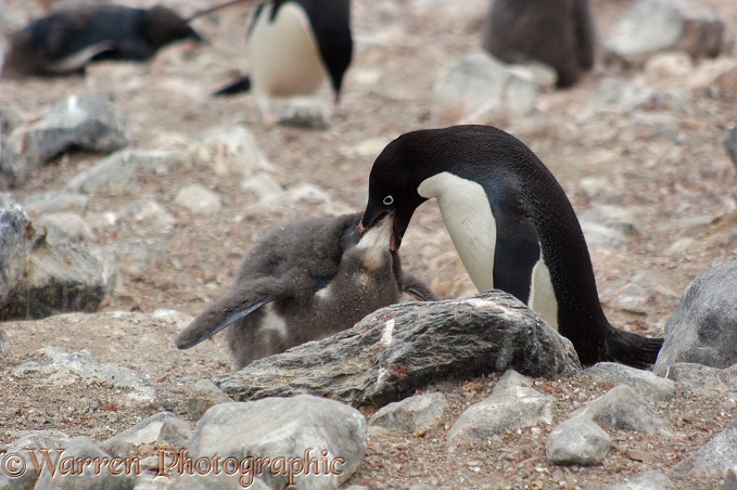 Adelie penguin (Pygoscelis adeliae) feeding its chick.  Antarctica