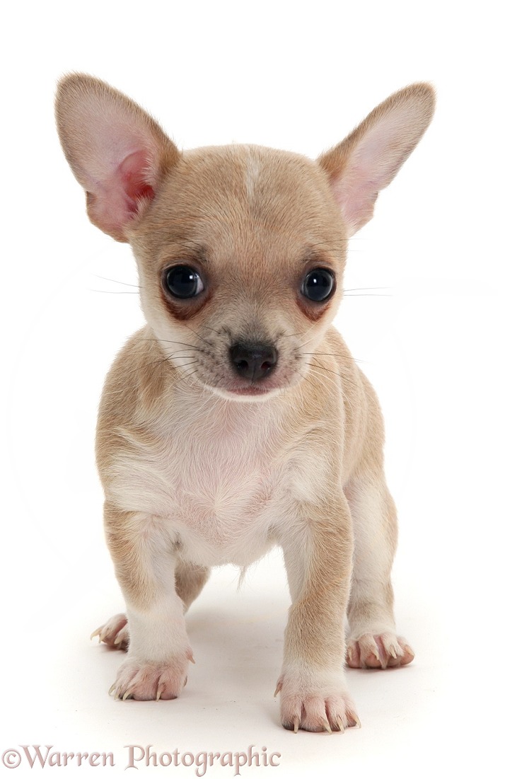 Smooth-haired Chihuahua pup, white background