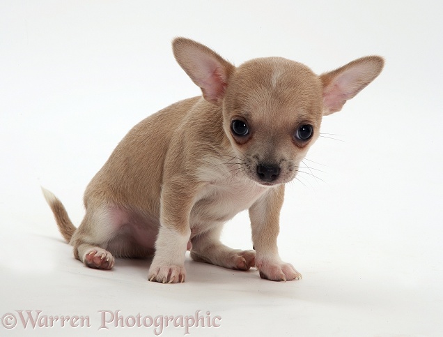 Chihuahua pup, white background