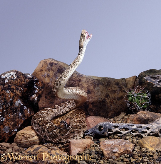 Diamondback Rattlesnake (Crotalus atrox) at the start of a strike before baring its fangs.  North America