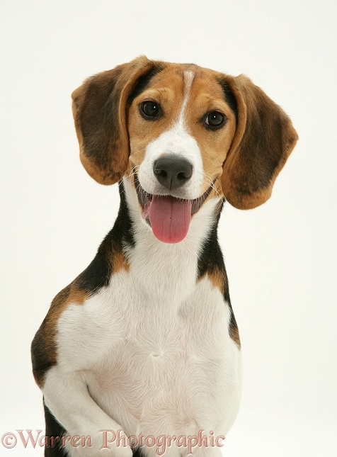 Beagle bitch pup Taina, portrait, white background