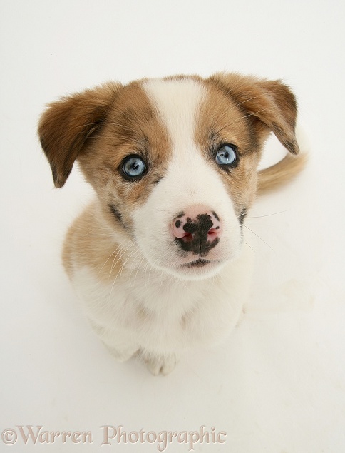 Blue-eyed sable merle Border Collie pup, Zeb, white background
