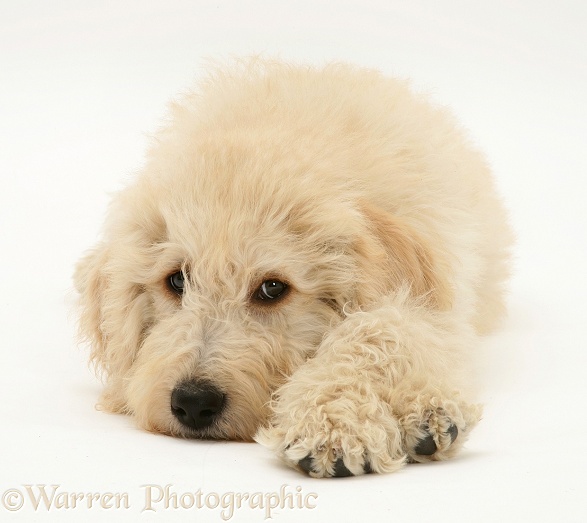 Cream Labradoodle pup lying with chin on floor, white background