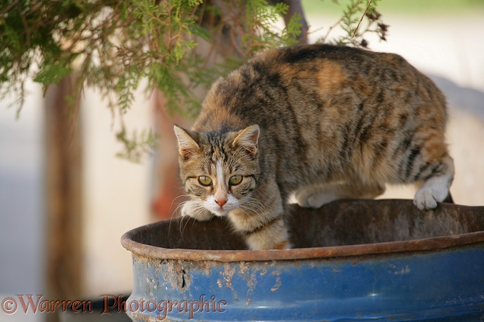 Feral cat rummaging in a bin.  Kapadokia, Turkey
