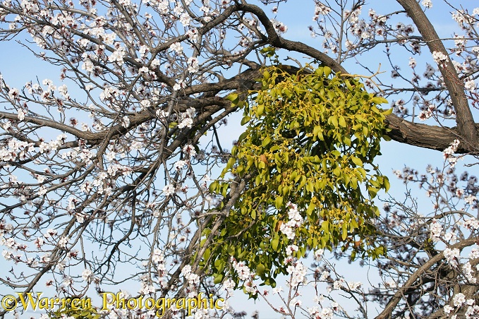 Mistletoe in an Sweet Almond tree in bloom.  Kapadokia, Turkey