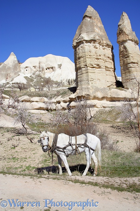Horse and fairy chimneys.  Kapadokia, Turkey