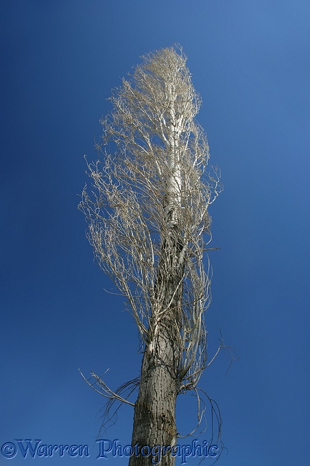 Lombardy Poplar (Populus nigra)