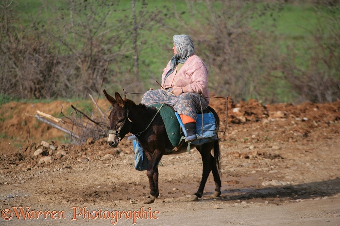 Woman on a donkey.  Cicekpinar, Turkey
