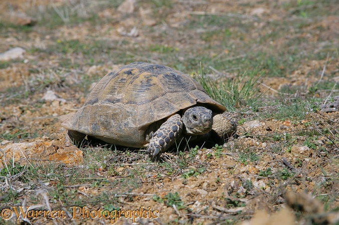 Tortoise.  Kapadokia, Turkey