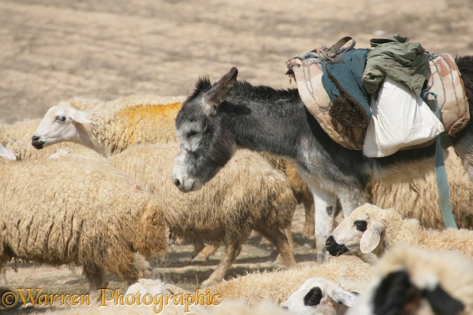 Donkey and sheep.  Konya, Turkey
