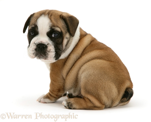 Bulldog pup looking over shoulder, white background