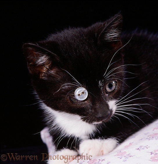 Kitten with ulcerated cornea after operation to sew his third eyelid across to allow cornea to heal. Button holds stitches in place