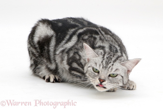 Sliver tabby cat Zelda coughing, head lowered, neck out-stretched, white background