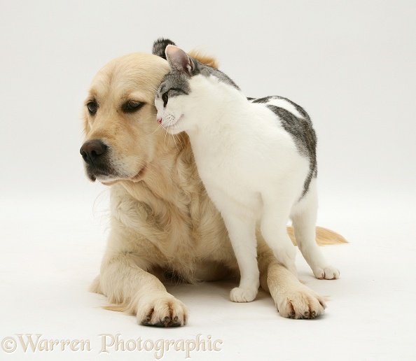 Silver-and-white cat Clover head-rubbing against Golden Retriever Lola, white background