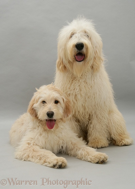 Labradoodle pair