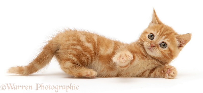 British shorthair red tabby kitten rolling, white background