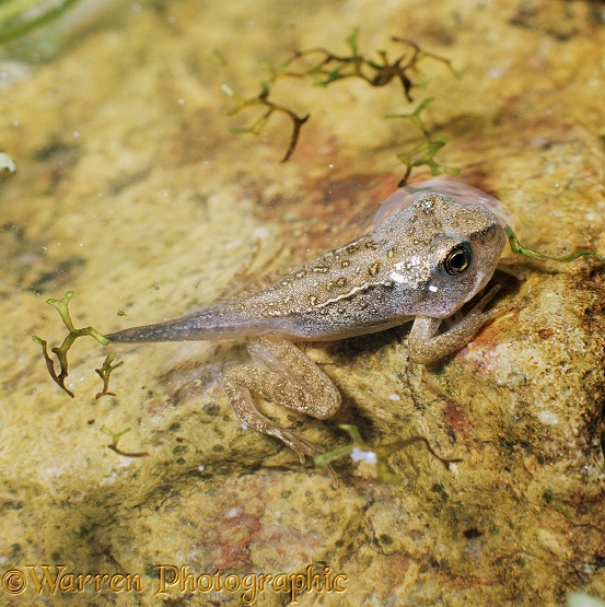 Common Frog (Rana temporaria) 10-week-old froglet resorbing tail