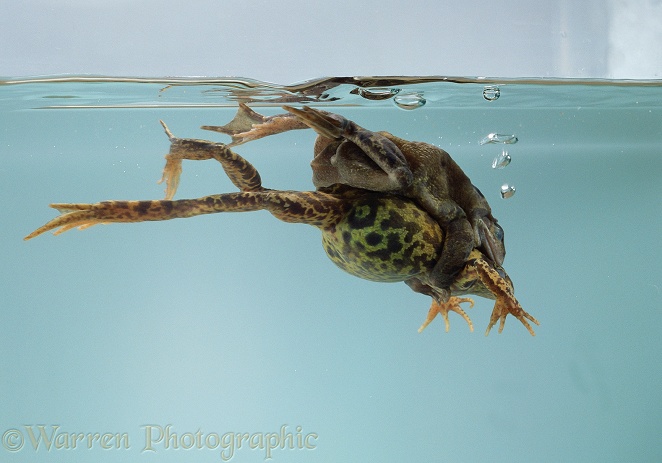 Pair of Common Frogs (Rana temporaria) in amplexus dive, emptying their buoyancy tanks