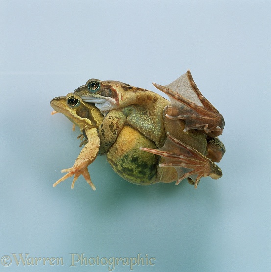 Pair of Common Frogs (Rana temporaria) in amplexus, before spawning