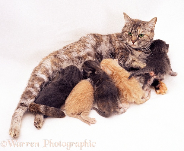 Silver-tortoiseshell mother cat suckling kittens, 1 day old, white background