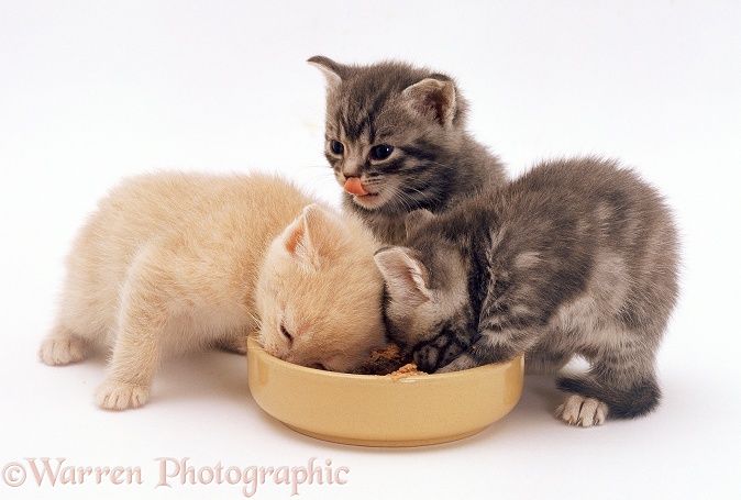 Cream and silver kittens, 4 weeks old, eating from a bowl, white background