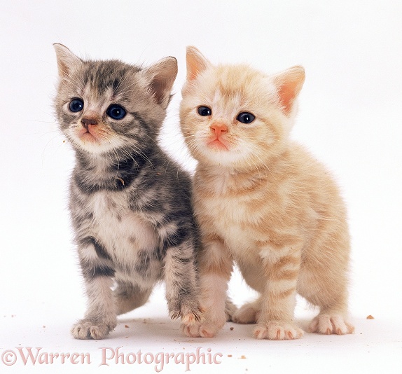 Silver tortoiseshell kitten, 4 weeks old, with her ginger brother, white background