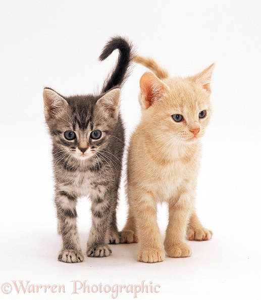 Silver tortoiseshell kitten, 8 weeks old, with her ginger brother, white background