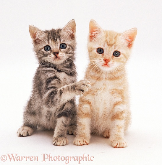 Silver tortoiseshell kitten, 8 weeks old, with her ginger brother, white background
