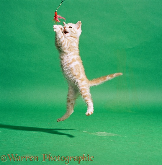 Cream-tabby kitten, 9 weeks old, leaping to catch a kitten fishing toy on green background